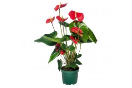 Anthurium andr. madural XL 7 bl.   80-85 cm