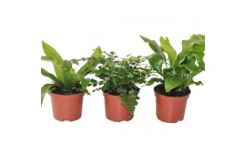 Asplenium mix