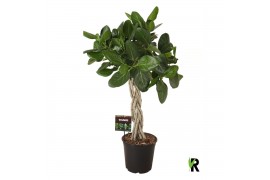 Ficus benghalensis audrey gevlochten stam