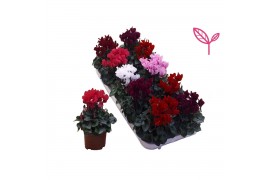 Cyclamen pers. super serie compact mix