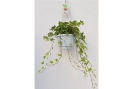 Hedera helix mix geel bont Hedera helix geelbont - hangpot wit / basic