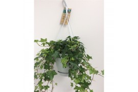 Hedera helix groen Hedera helix groen - hangpot wit / basic 30 - 34  c