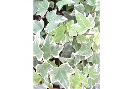 Hedera helix bont Hedera witbont moederplant** 20 - 24  cm 9 pp