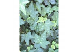 Hedera helix groen Hedera groen moederplant** 20 - 24  cm 9 pp