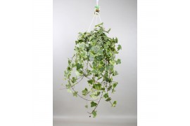 Hedera helix goldchild Hedera helix Gold Child - hang/XXL 70 - 79  cm 