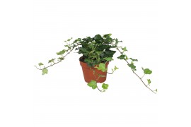 Hedera helix wonder Hedera helix Wonder 20 - 24  cm 9 pp