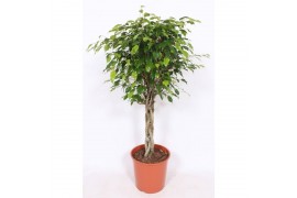 Ficus benjamina exotica vlechtstam