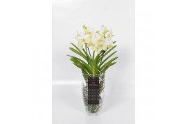 Vanda hybriden white 227 in charlotte glas