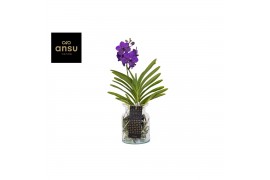 Vanda hybriden blue 230 in bose glas