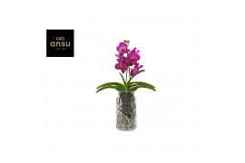 Vanda cerise fuchsia 236 in bose glas xl