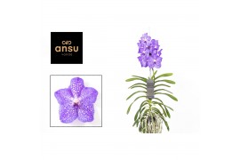 Vanda light blue 238