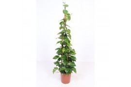 Epipremnum aureum piramide