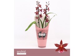 Burrageara barrocco red Barrocco Red, 2-spike Orchid Collection Potcov