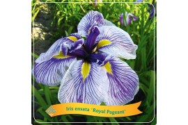 Iris ensata Iris Ensata Royal Pageant C5