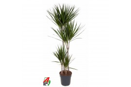 Dracaena marginata 90-60-30-15