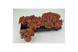 Fittonia agryroneura ruby red