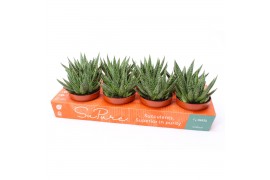 Gasteria SuPure® - Gasteria beguinii 12 ROCKS