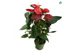 Anthurium andr. oklahoma Anthurium "Oklahoma" Grootbloemig 5 bl. 900 g