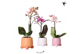 Phalaenopsis multiflora 1 tak in rolling mix kolibri orchids