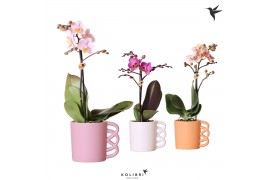 Phalaenopsis multiflora 1 tak in happy mug mix kolibri orchids