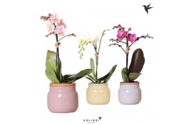 Phalaenopsis multiflora 1 tak in vintage bowl pot mix kolibri orchids