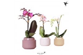 Phalaenopsis multiflora mix 1 tak in maze pot mix kolibri orchids