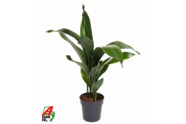 Aspidistra elatior 12pp