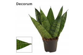 Sansevieria zeylanica fan decorum