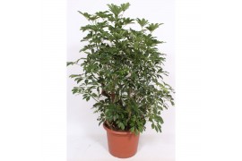 Schefflera arboricola compacta vertakt,4 pp,4 pp