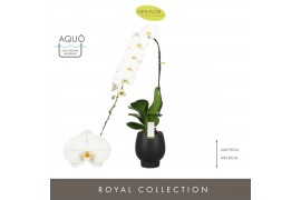 Phalaenopsis formidablo yosemite falls 1 tak in zwart abruzzo aquo