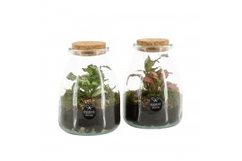 Arrangementen kamerplanten 90589: Terrarium arrangement