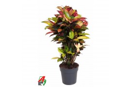 Codiaeum variegatum mrs iceton vertakt