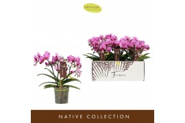 Phalaenopsis multiflora paars 3 tak freedanzo robin