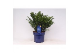 Taxus baccata repandens