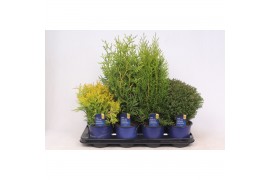 Thuja occidentalis mix