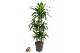 Dracaena fragr. janet craig 90-carrousel