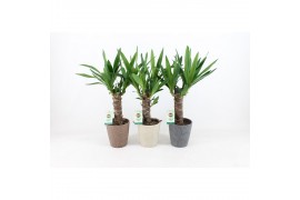 Yucca 25cm Enkel Stam, 3+ Kop - Nature Keramiek