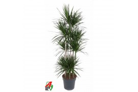 Dracaena marginata 120-carrousel