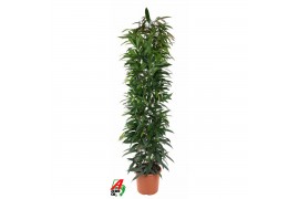 Ficus binnendijkii alii king stam