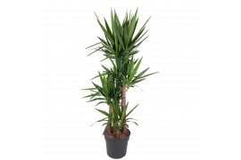 Yucca 120-90-60-30