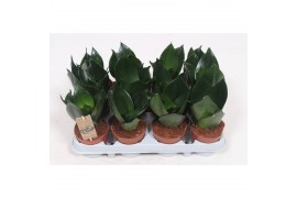 Sansevieria trifasciata hahnii black