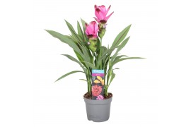 Curcuma alismatifolia siam splash