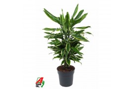 Dracaena fragr. golden coast 90 carrousel