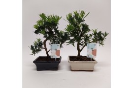 Bonsai Podocarpus Outdoor