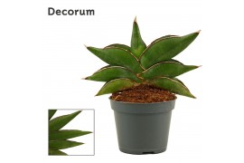 Sansevieria Stylish fan 6 cm (Decorum)