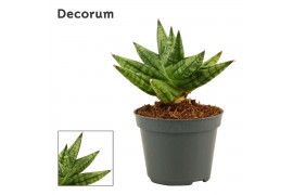 Sansevieria cylindrica Sansevieria Rocky crown 6 cm (Decorum)