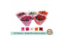 Kalanchoe mix Kalanchoë Single Mix in SV.COloursleeve - without yellow