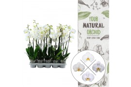 Phalaenopsis wit 3 tak