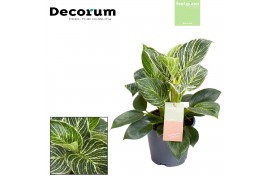 Philodendron birkin / new wave feel green decorum