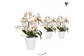 Phalaenopsis multiflora wit 4 tak liberty in honey pot white kolibri o